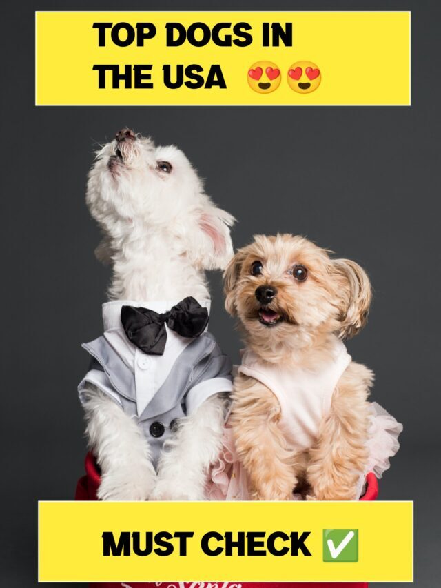 Top Dogs in the USA